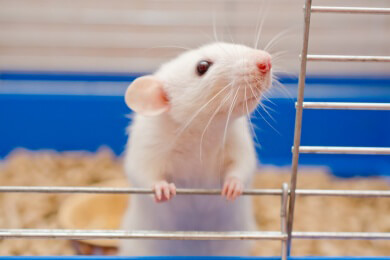 Ratten-Agility: Ratten brauchen Bewegung