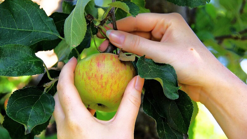 Frauenhände pflücken Apfel von einem Baum
