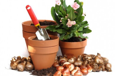 Pflegeleichte Pflanzen für mehr Konzentration und weniger Stress