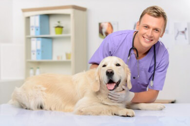 Wenn Fifi Bauchschmerzen hat: Erste Hilfe für den Hund