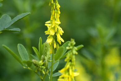 Pflanzen drohen in der Mittagssonne zu verbrennen