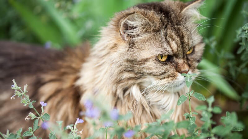 Grau-braune Perserkatze sitzt im Garten vor einer Katzenminze