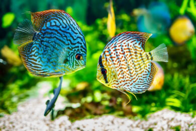Fische benötigen eine gesunde Ernährung