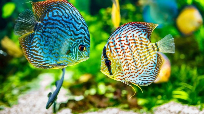 Zwei Fische im Aquarium, Echter Diskus, Echter Diskusbuntbarsch