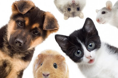 Was der Vermieter in Sachen Haustierhaltung verbieten darf und was nicht