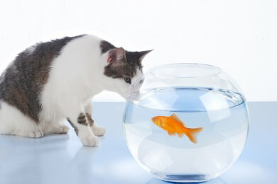 Das Betteln um Essen könnte Ursache einer psychischen Störung sein