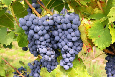 Winzern macht die extreme Hitze zu schaffen