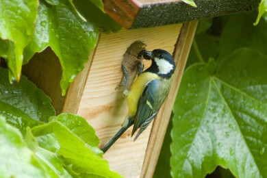 So locken Sie zwitschernde Gesellen in Ihren Garten