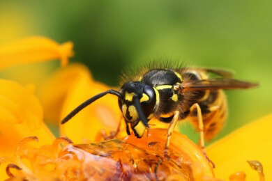 Giftmenge von Wespen nimmt mit deren Färbung zu