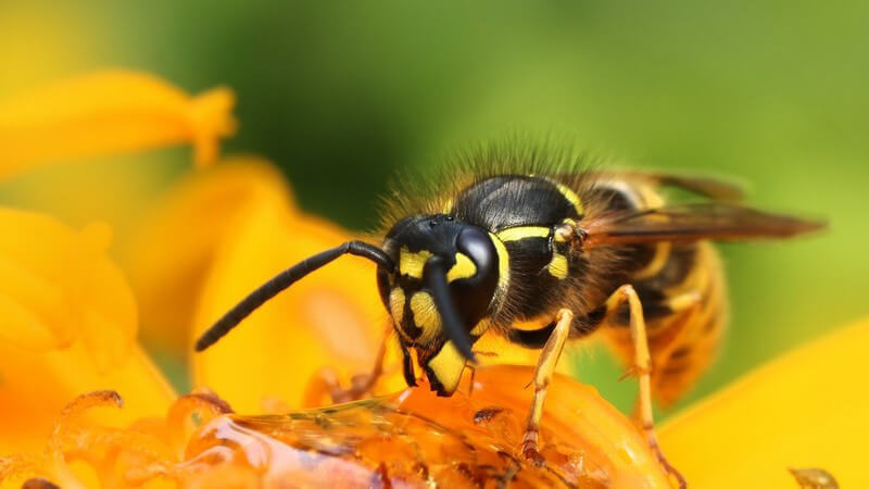Makroaufnahme einer Wespe in einer gelben Blüte