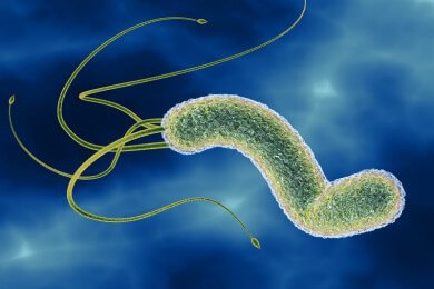Forscher verstehen, wie Helicobacter pylori dem Magen schadet