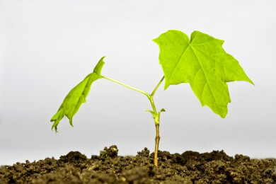 Einer der gefährlichsten Baumschädlinge bedroht die Alleen in den Städten im Rheinland