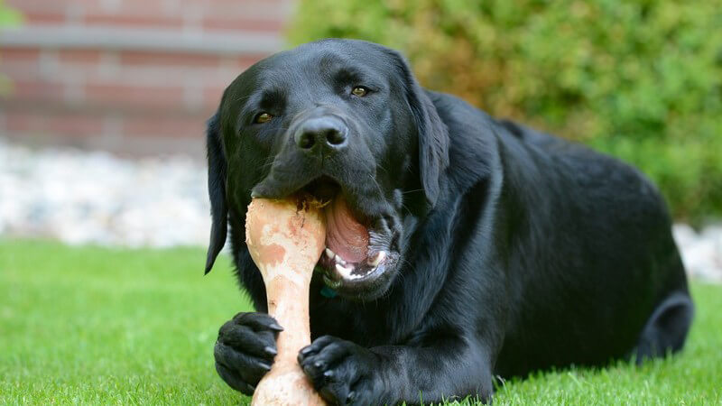 Schwarzer Labrador-Hund liegt auf einem Rasen und beißt auf einem großen Knochen