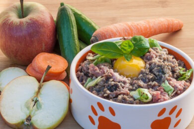 Die perfekte Futterschüssel: Worauf Besitzer beim Kauf achten sollten