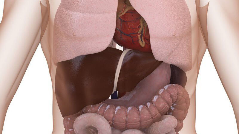 Grafik der menschlichen Organe, im Brustraum mit Lungen