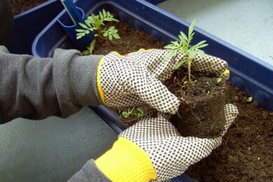 Gärtnern auf Chinesisch: Biogemüse auf den Hochhausdächern von Hong Kong