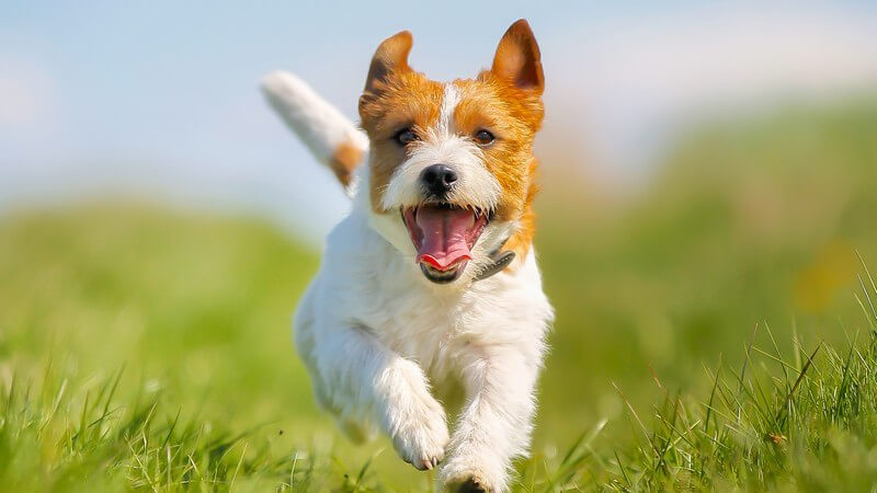 Rennender Jack Russell Terrier auf grüner Wiese