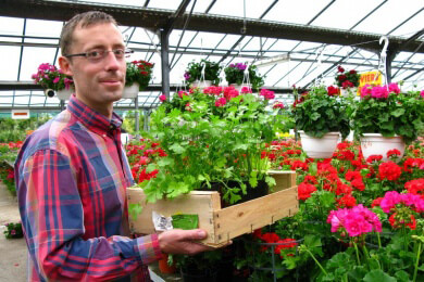 Wenn Blumen ausziehen - Kübelpflanzen ins Winterquartier in Gärtnereien bringen