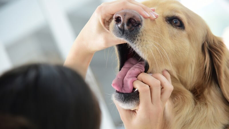 Tierärztin reißt das Maul eines Hundes weit auf und begutachtet die Zähne