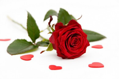 Rote Rosen für die Liebe: Die Blumensprache