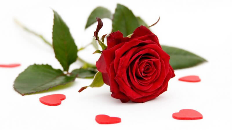 Rote Rose liegt auf weißem Hintergrund, umgeben von roten Herzen auf Boden
