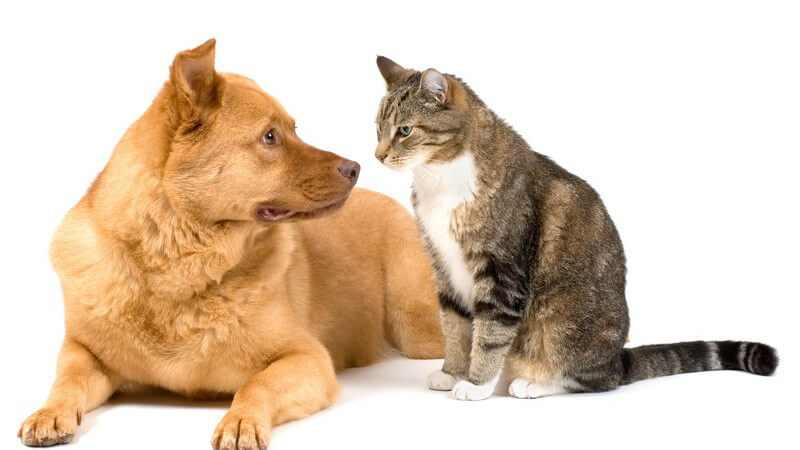 Liegender Hund neben sitzender Katze, schauen sich an, weißer Hintergrund