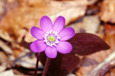 Kleines Blümchen - großer Schutz, Leberblümchen wird Blume des Jahres 2013
