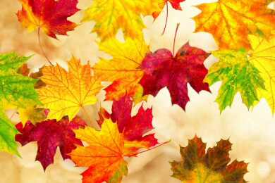 Herrliches Farbenspiel im Herbst beim Laub des Japanischen Fächerahorns