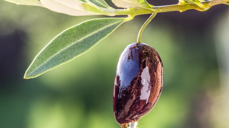Olivenöl tropft von einer dunklen Olive am Olivenbaum