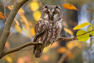 England: Eigenes Haus für eine Eule, die Angst hat ins Freie zu fliegen