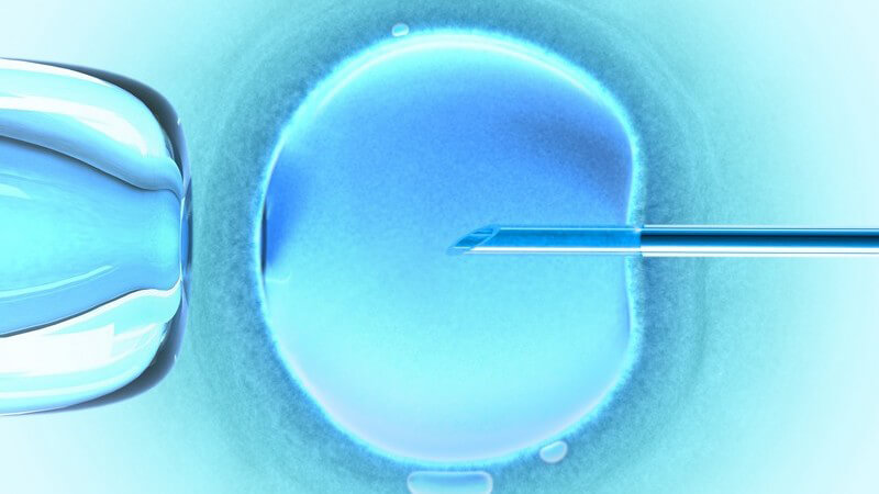 Künstliche Befruchtung einer Eizelle in der Petrischale im Labor unter Mikroskop