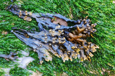 Einzellige Algen verdauen Zellulose - Herstellung von Biosprit wird einfacher