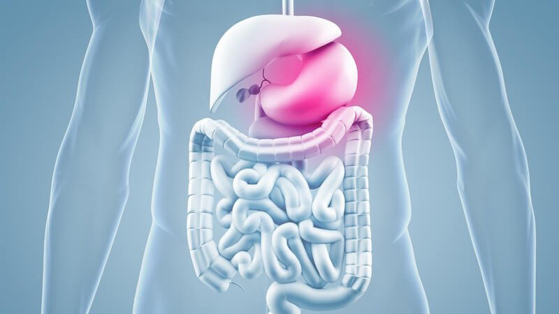 Graue 3-D-Grafik eines Menschen mit Magenschmerzen, Magen-Darm-System mit rot hervorgehobenem Magen