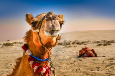 Unterwegs bei Lawrence of Arabia: Das Wadi Rum in Jordanien