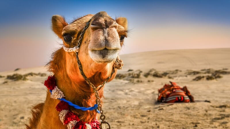 Nahaufnahme eines Kamels mit lustigem Blick in der Wüste