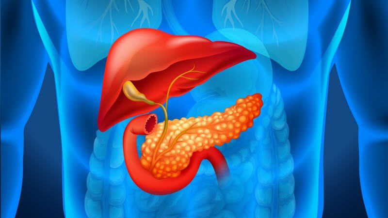 Blaue 3-D-Grafik mit rot hervorgehobener Leber und Bauchspeicheldrüse mit einem Pankreastumor