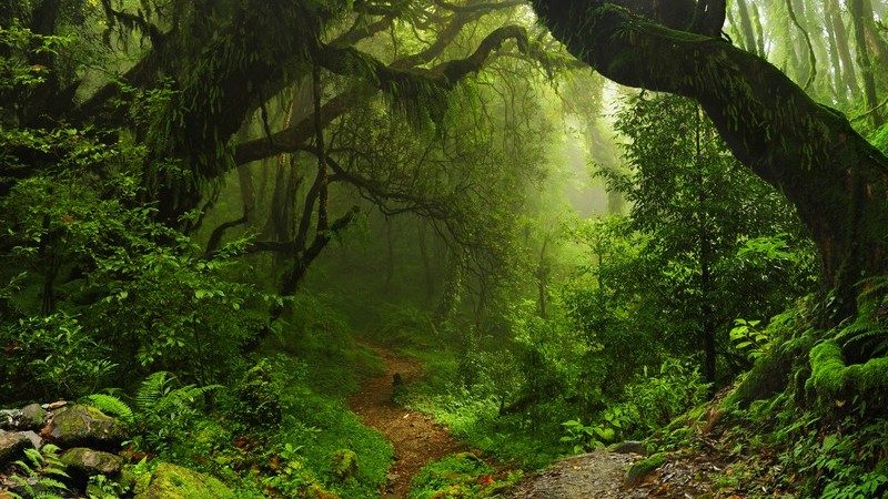 Blick entlang eines schmalen Pfades in einem düsteren und vernebelten Regenwald