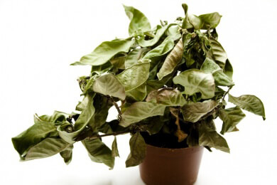 Auch Blätter geben bei Trockenheit ein Alarmsignal