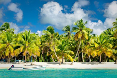 Käfer bedrohen Palmen auf Mallorca