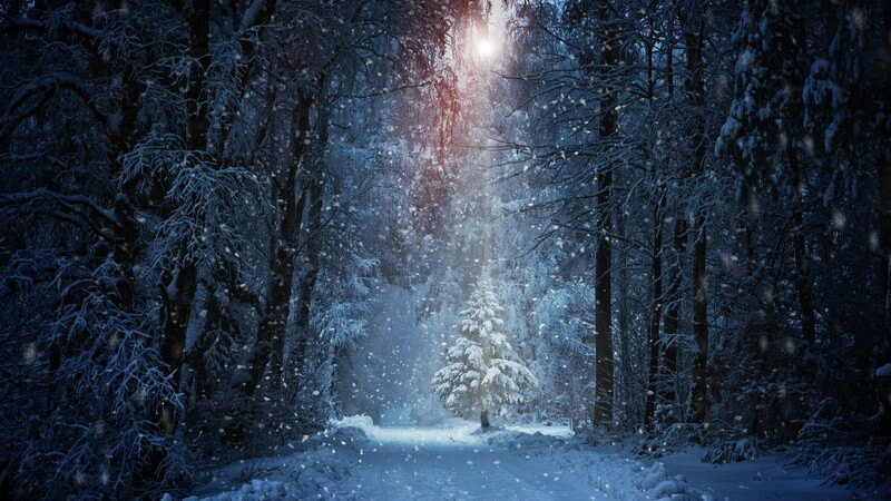 Winterlandschaft im Wald, Weihnachtsbaum oder Tannenbaum wird von Sonne beleuchtet