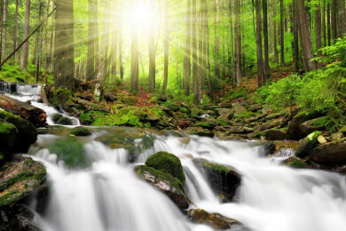 Klimawandel bedroht Nebelwälder