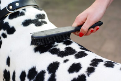 Allgäuerin spinnt Wolle aus Hundehaaren