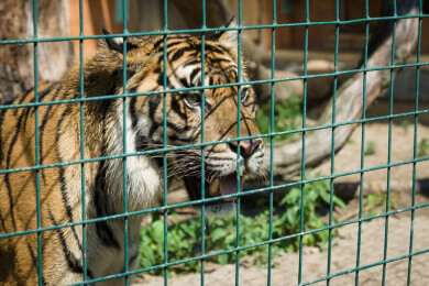 Warum verschwanden Säbelzahntiger aus der Tierwelt?