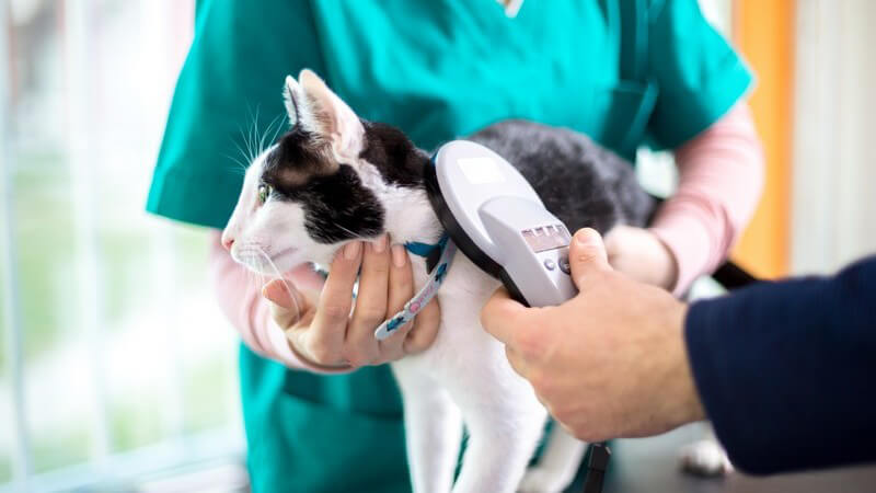 Tierarzt überprüft den Mikrochip einer Katze