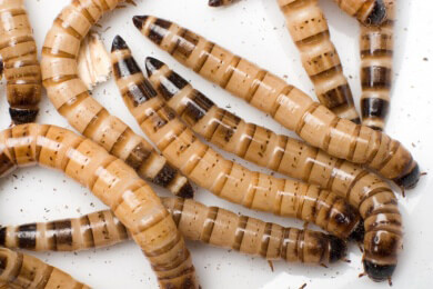 Gesunde Ernährung? Holländische Forscher empfehlen den Verzehr von Mehlwürmern