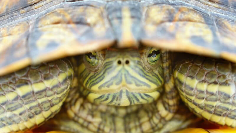 Nahaufnahme Schildkröte schaut unter ihrem Panzer hervor