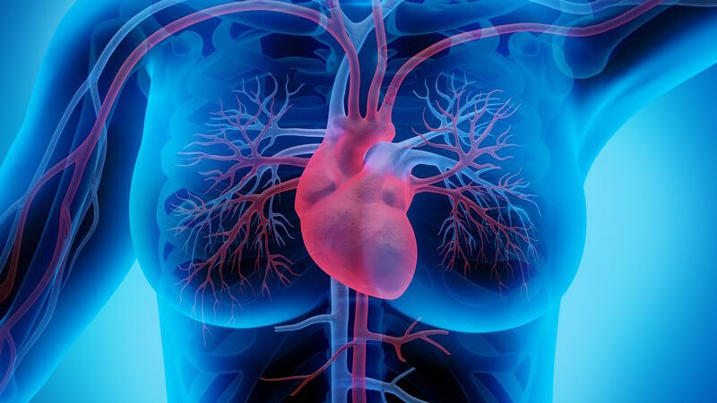 3-D-Grafik des Herz-Kreislaufsystems einer Frau mit Venen und Arterien