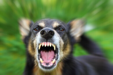 Ungarische Software "übersetzt" Hundebellen