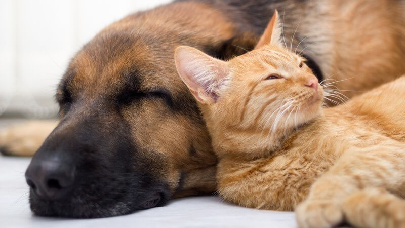 Haustiere: Katze und Hund schlafen nebeneinander eingekuschelt