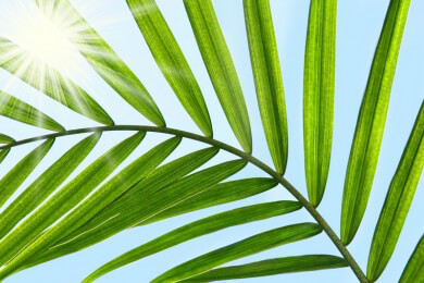 Forscher entdecken suizidale Riesen-Palme in Madagaskar